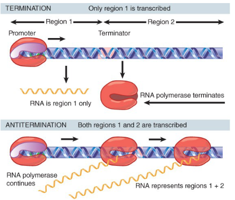 <p><span style="font-family: sans-serif">regions that contain a terminator that no longer</span><span><br></span><span style="font-family: sans-serif">read as terminators usually because there has been a modification to RNA polymerase so it no longer recognizes the terminator sequence</span></p><ul><li><p>control transcription</p></li></ul>