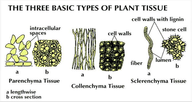 <p>parenchyma, collenchyma, and sclerenchyma</p>
