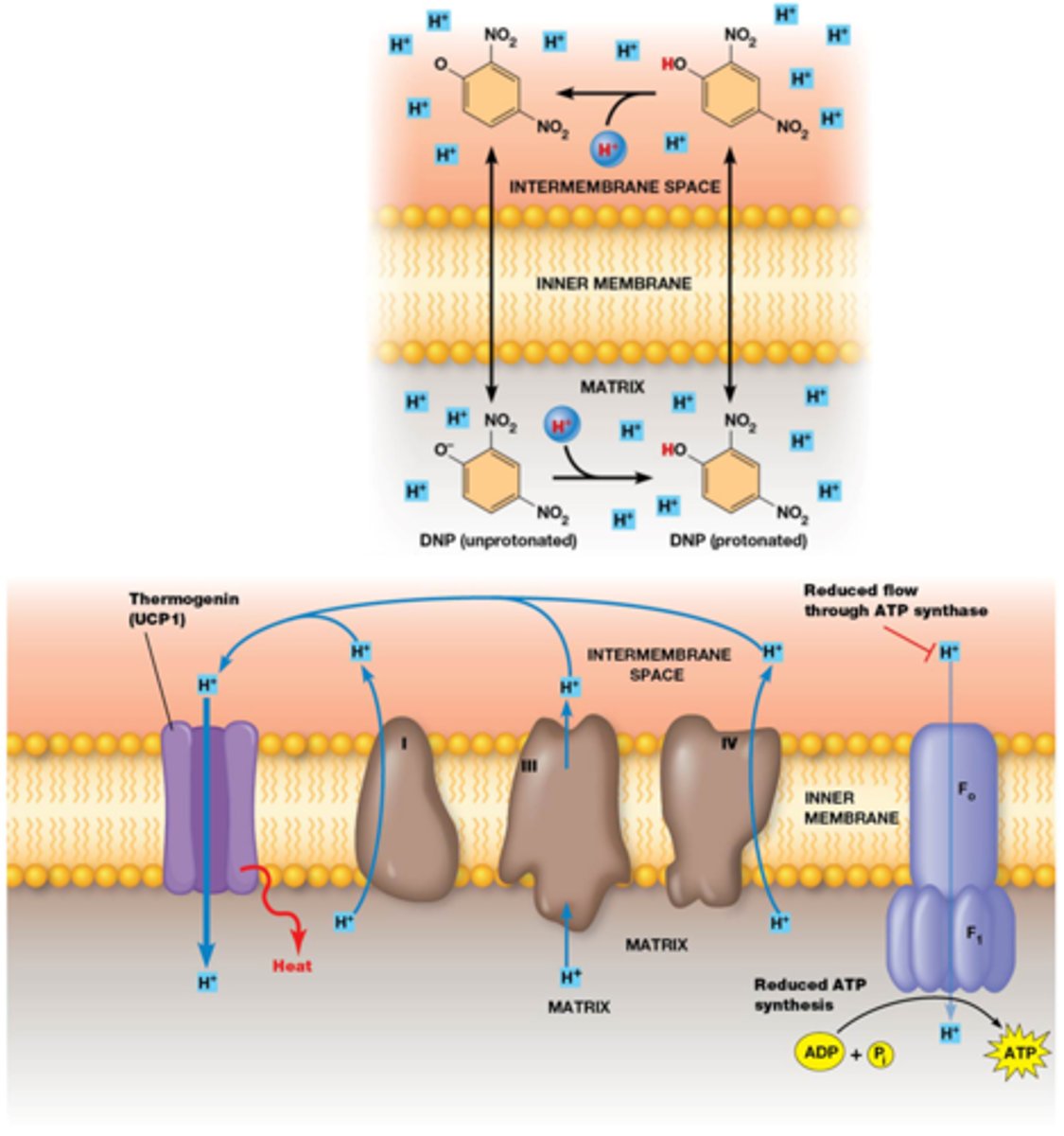 <p>Een chemische stof/protonenkanalen die ATP synthase ontkoppelt</p><p>Gevolg: verhoogde consumptie en oxidatie van gereduceerde co-enzymen (hoge consumptie van brandstofmoleculen), warmteproductie.</p><p>Dinitrofenol (chemische ontkoppelaar)= een zwak zuur dat zowel geprotoneerd als niet geprotoneerd door het membraan kan->de protonengradient kan niet gecreëerd worden</p><p>->je valt af maar je krijgt koorts waardoor het gevaarlijk is</p><p>Thermogenine (biologische ontkoppelaar, bruin vetweefsel)= in jonge zoogdieren creeert het warmte</p>
