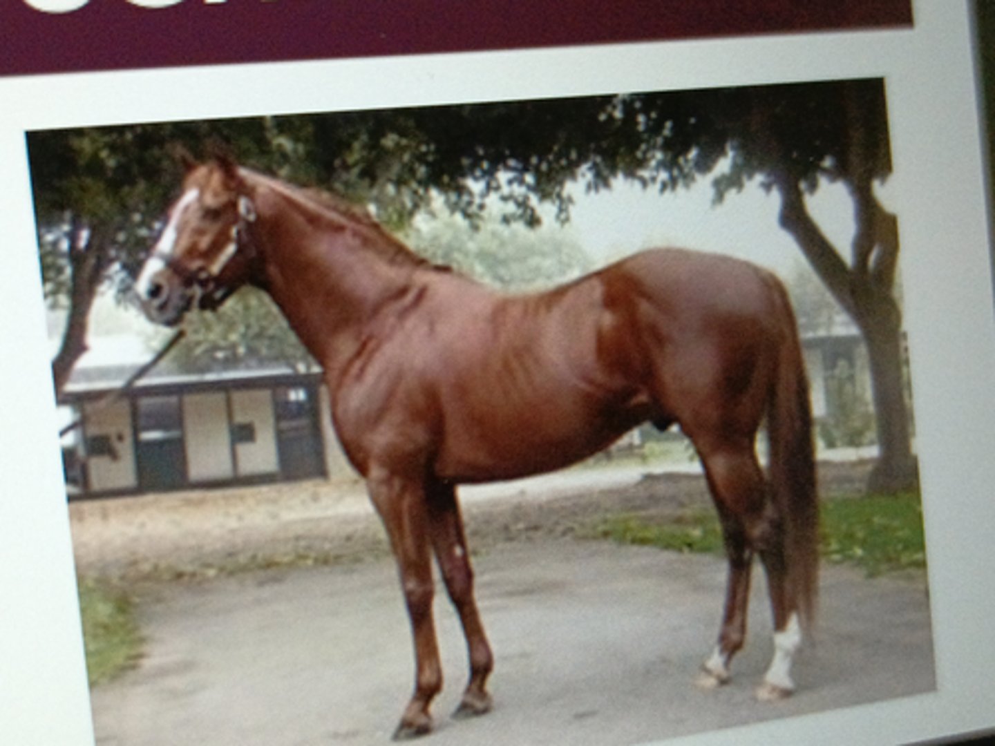 <p>Origin: Great Britain</p><p>¡ Ancestors:Arabian horses (imported and bred with</p><p>sprinting mares)</p><p>¡ Foundation stallions: Byerly Turk, Godolphin Arabian,</p><p>Darley Arabian</p><p>¡ Known for its speed on the race track</p>