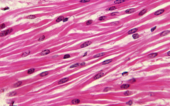 <ul><li><p>found in the walls of organs </p></li><li><p>helps maintain blood pressure and blood flow </p></li></ul><p></p>