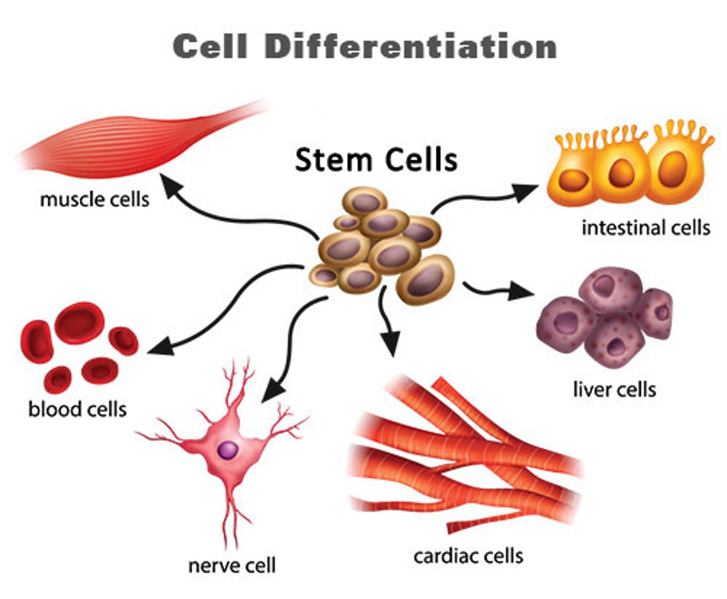 <p>A cell which is specialised to a specific function</p>