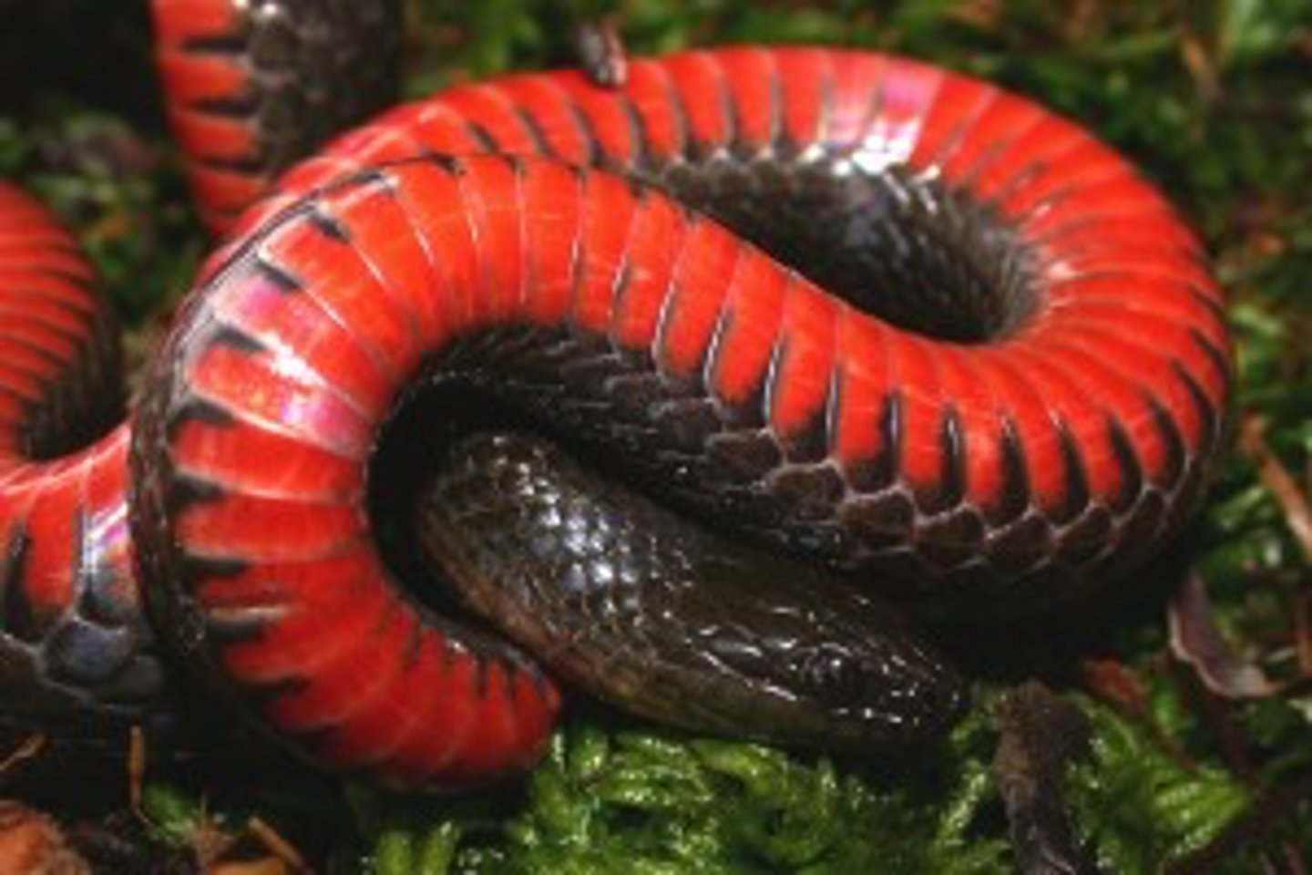 <p>Black swamp snake</p>