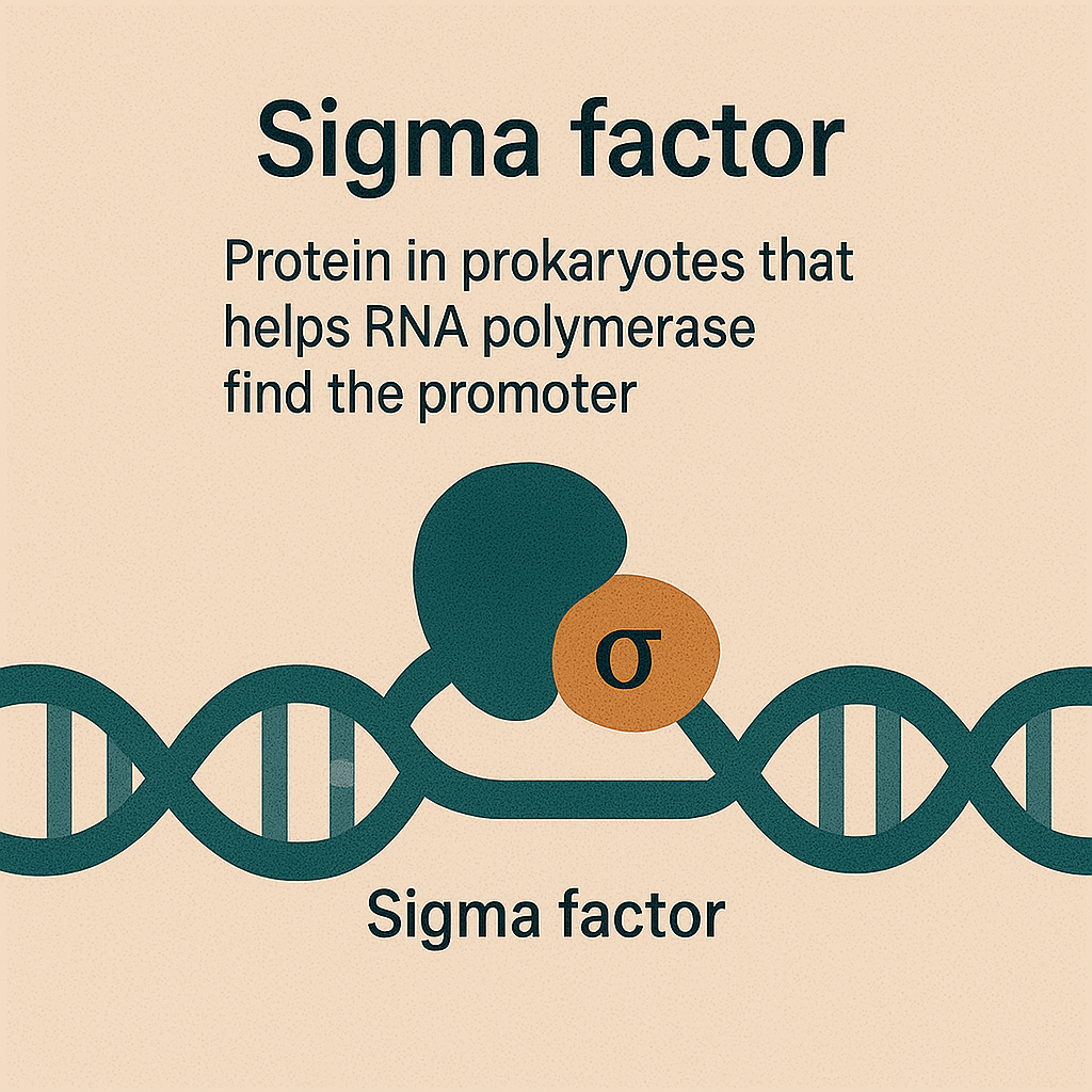 <p>Sigma factor</p>