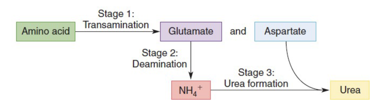 <p>Nitrogen of amino acids is either excreted or used to synthesize other compounds</p><ul><li><p>Stages in nitrogen catabolism</p><ul><li><p>Transamination</p></li><li><p>Deamination</p></li><li><p>Urea formation</p></li></ul></li></ul><p></p>
