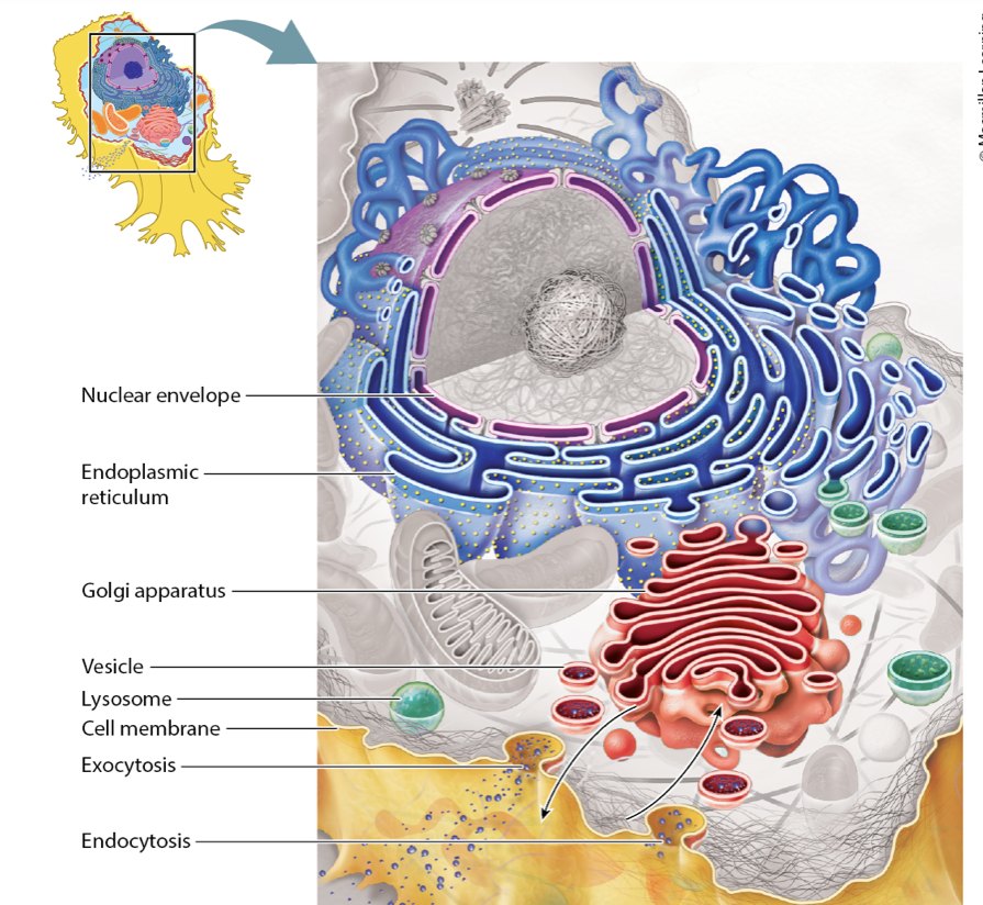 <p><span>A group of interconnected membrane-bound organelles within a eukaryotic cell that work together to modify, package, and transport proteins and lipids</span></p>