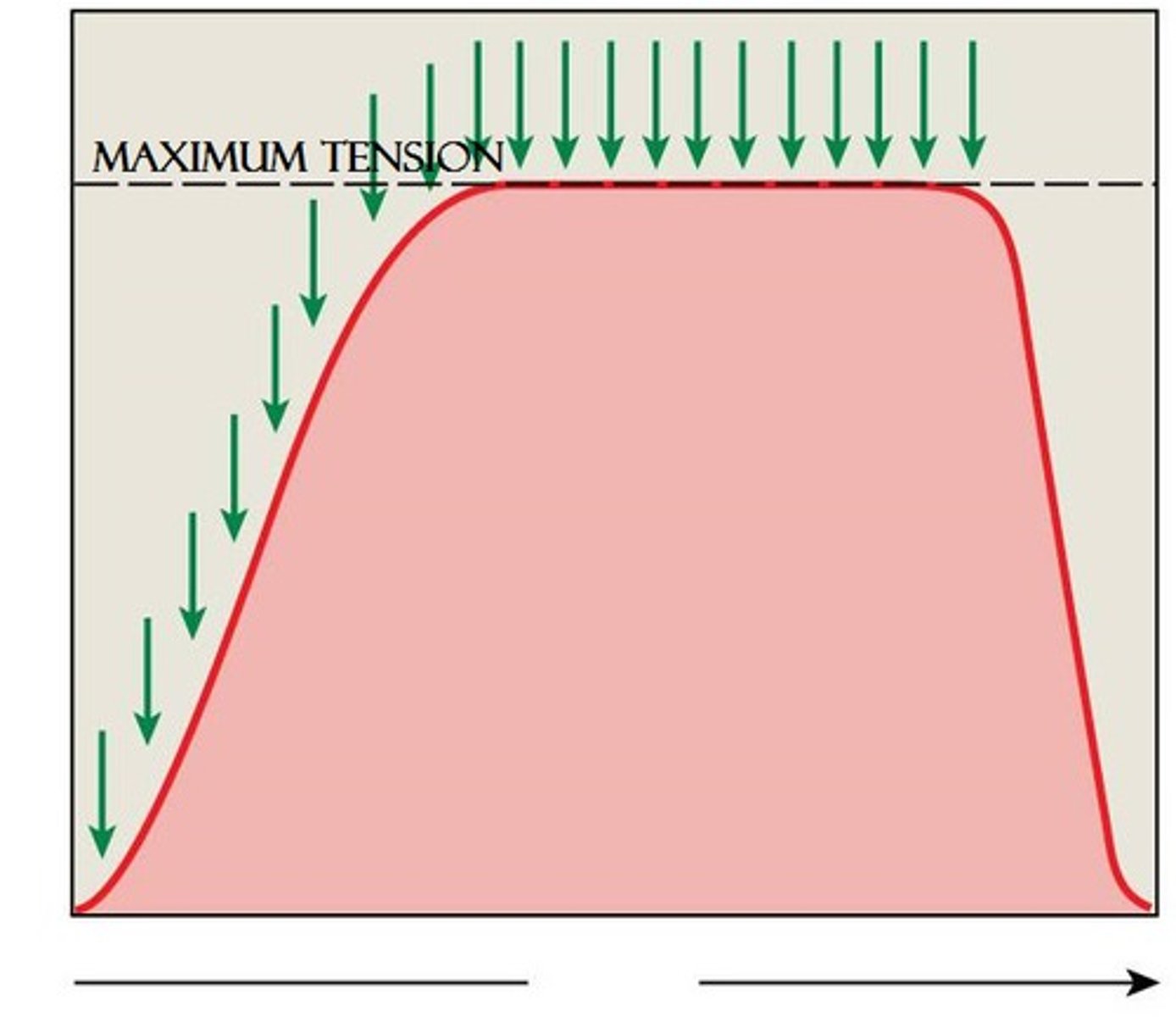 <p>a sustained muscular contraction resulting from a rapid series of nerve impulses</p>