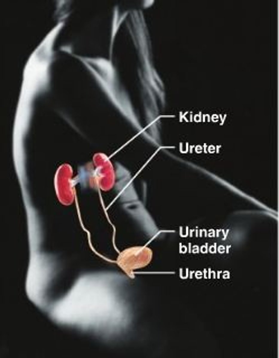 <p>kidneys, ureters, urinary bladder, urethra<br>--<br>waste elim, blood volume + pressure</p>