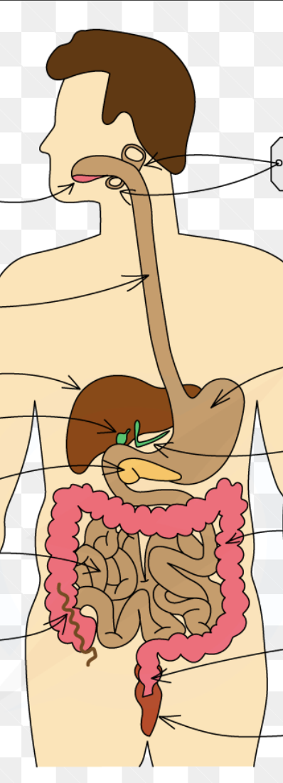 <p>Identify in diagrams and images the main organs of the digestive system</p>