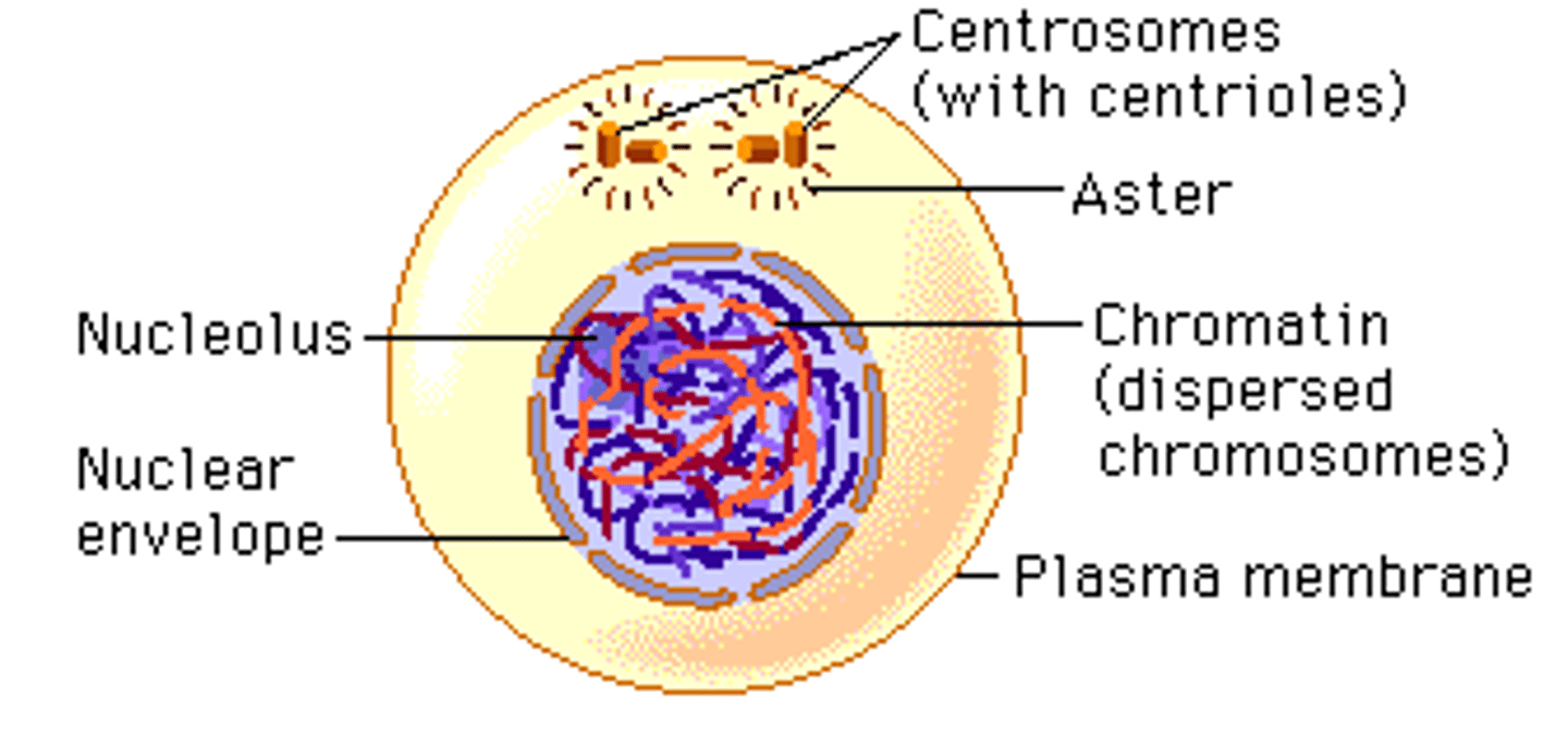 <p>Part of the cell cycle that includes G1, S, G2 phases</p>