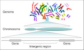 A complete set of the genes in one organism.