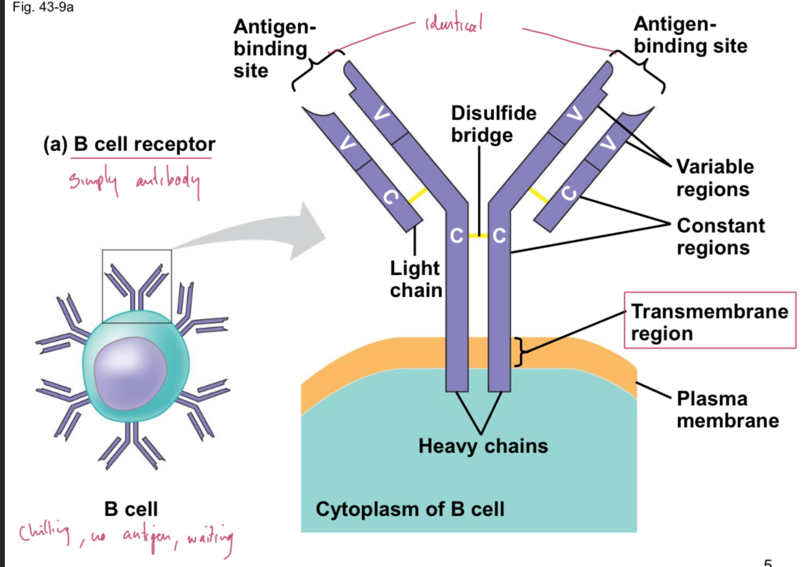 <p>Surface receptor on B cells that binds to antigen and activates B cell; mainly IgM/IgD antibodies. Anchored via transmembrane domain (TM) which secreted antibodies lack.</p>