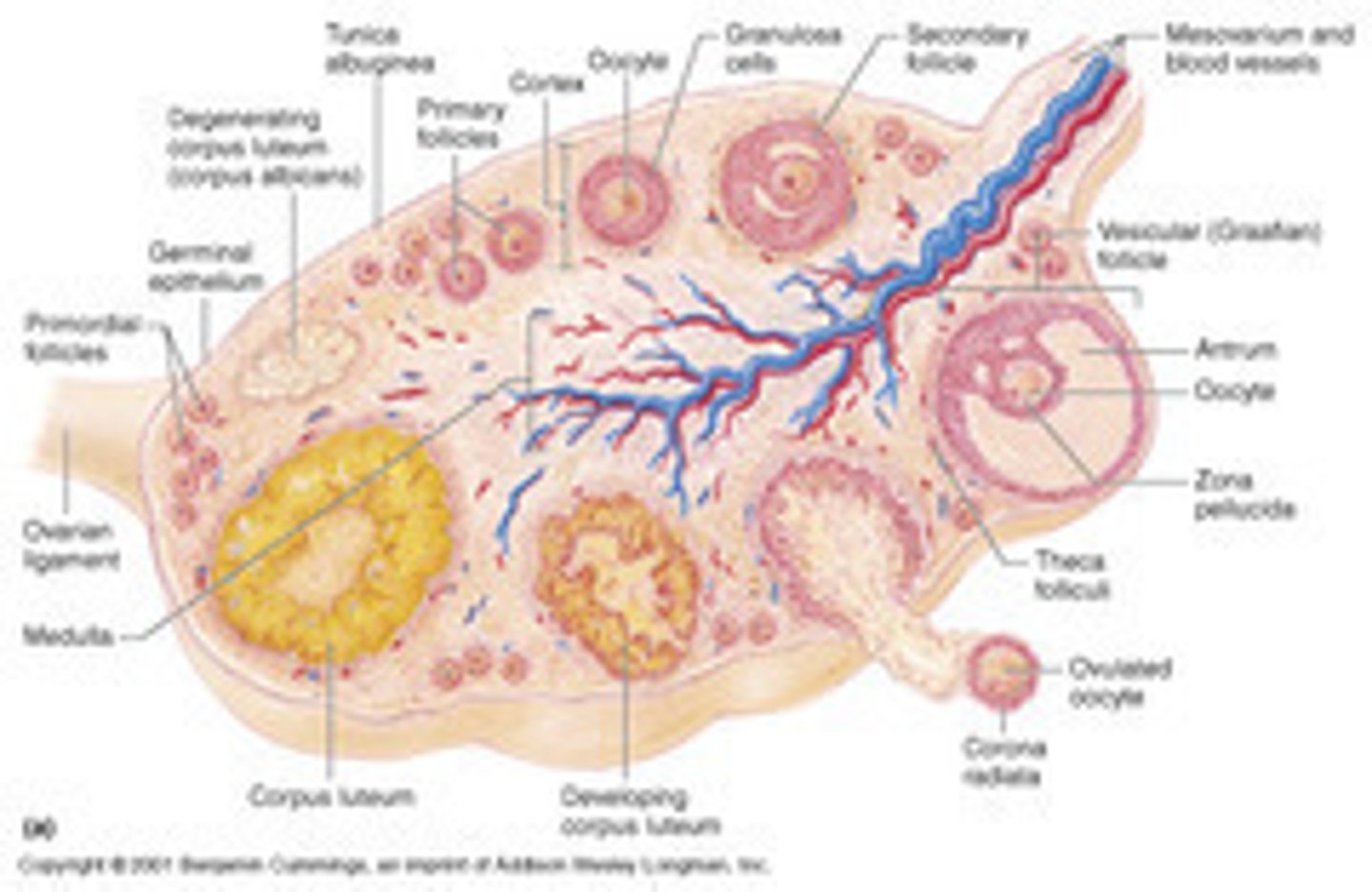 <p>development of the follicles around the egg that undergoes oogenesis</p><p>1. primordial follicles</p><p>2. primary follicles</p><p>3. secondary follicles</p><p>4. tertiary follicles</p><p>5. Vesicular/ Graafian follicles</p><p>6. Corpus luteum</p><p>7. Corpus albicans</p>