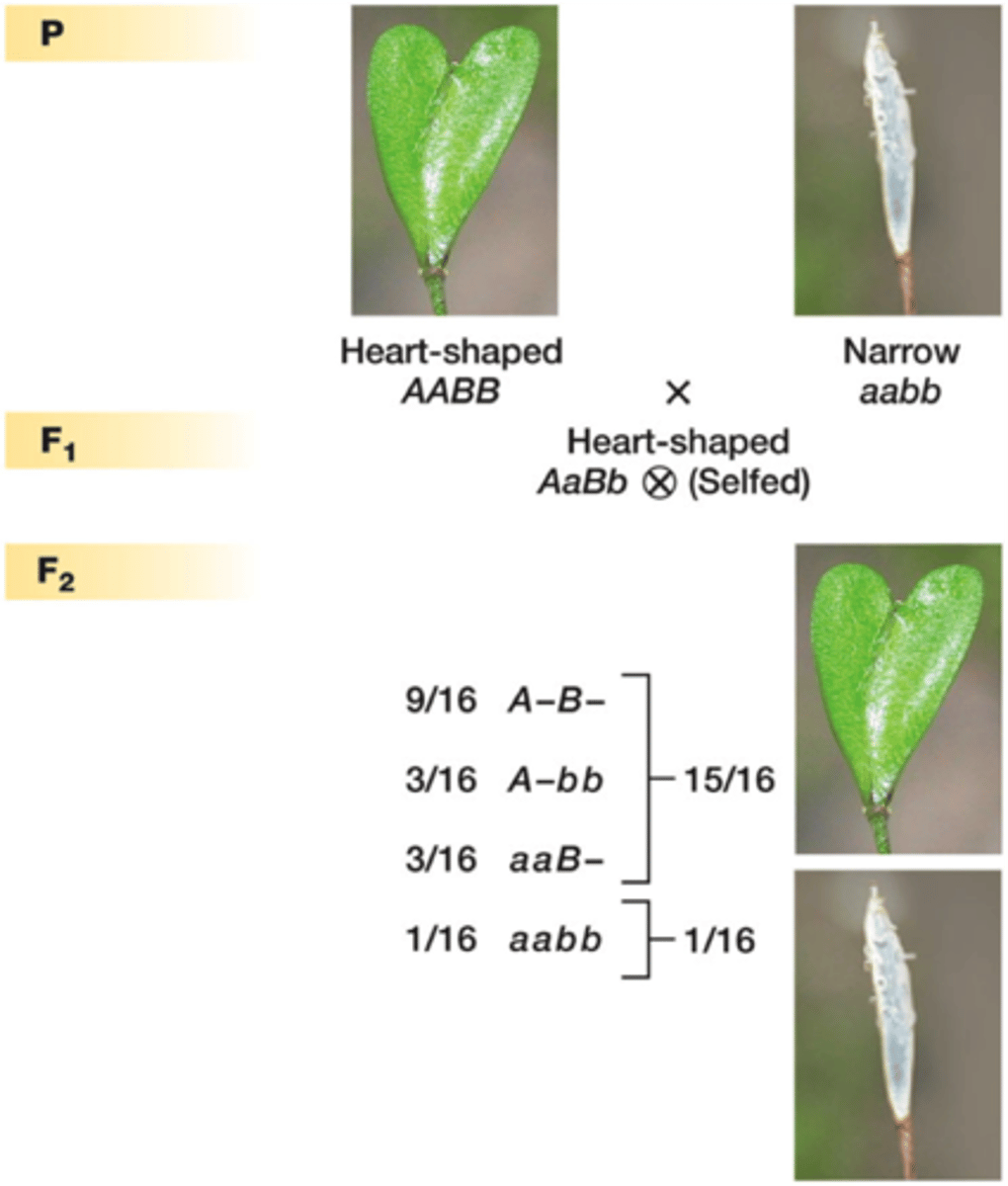 <p>two genes produce a phenotype with both genes appearing to be equivalent; trait is seen if at least one functional allele is present - 15:1 (e.g. biochemical pathway - allele codes for enzyme that results in shape so only one is needed to get shape)</p>