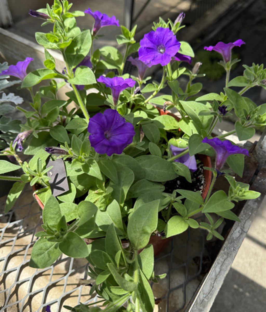 <p>What is the common name for this plant?</p>