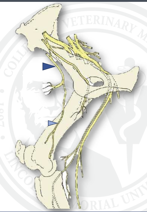 <p>what is the dark blue arrow</p>