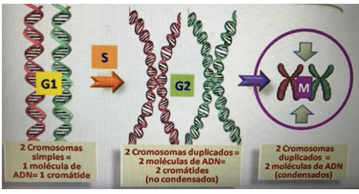 <p>DNA molecules double their content</p><p>Chromosomes double their DNA content, the number of chromosomes does not double</p>