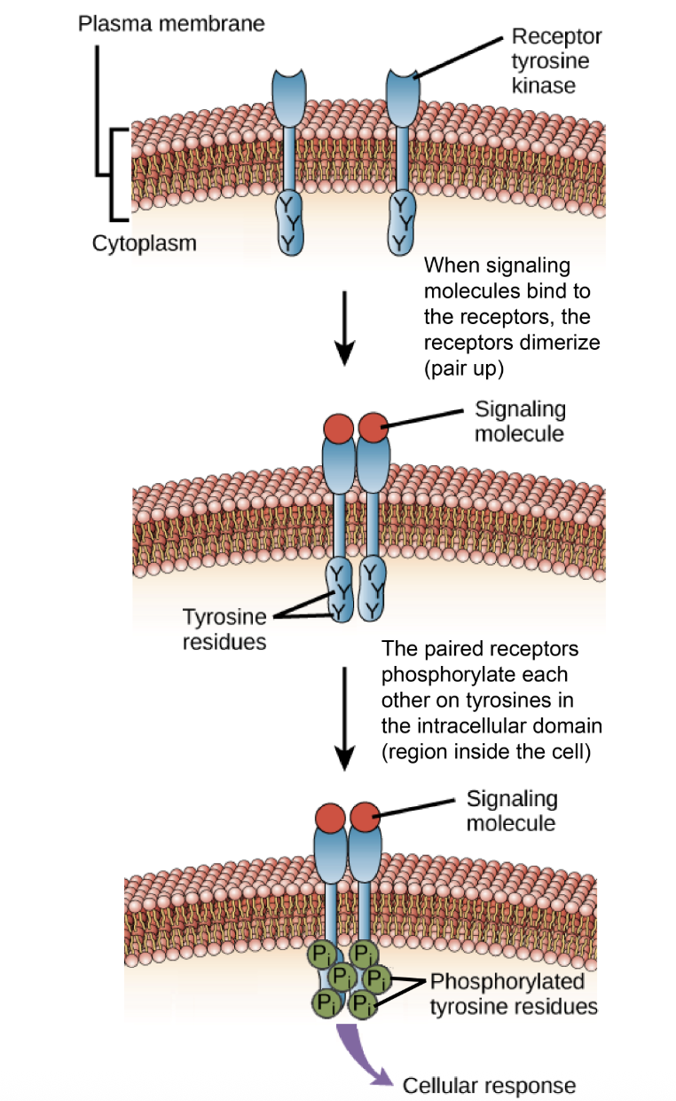 <p>Receptor tyrosine kinases (RTKs)</p>