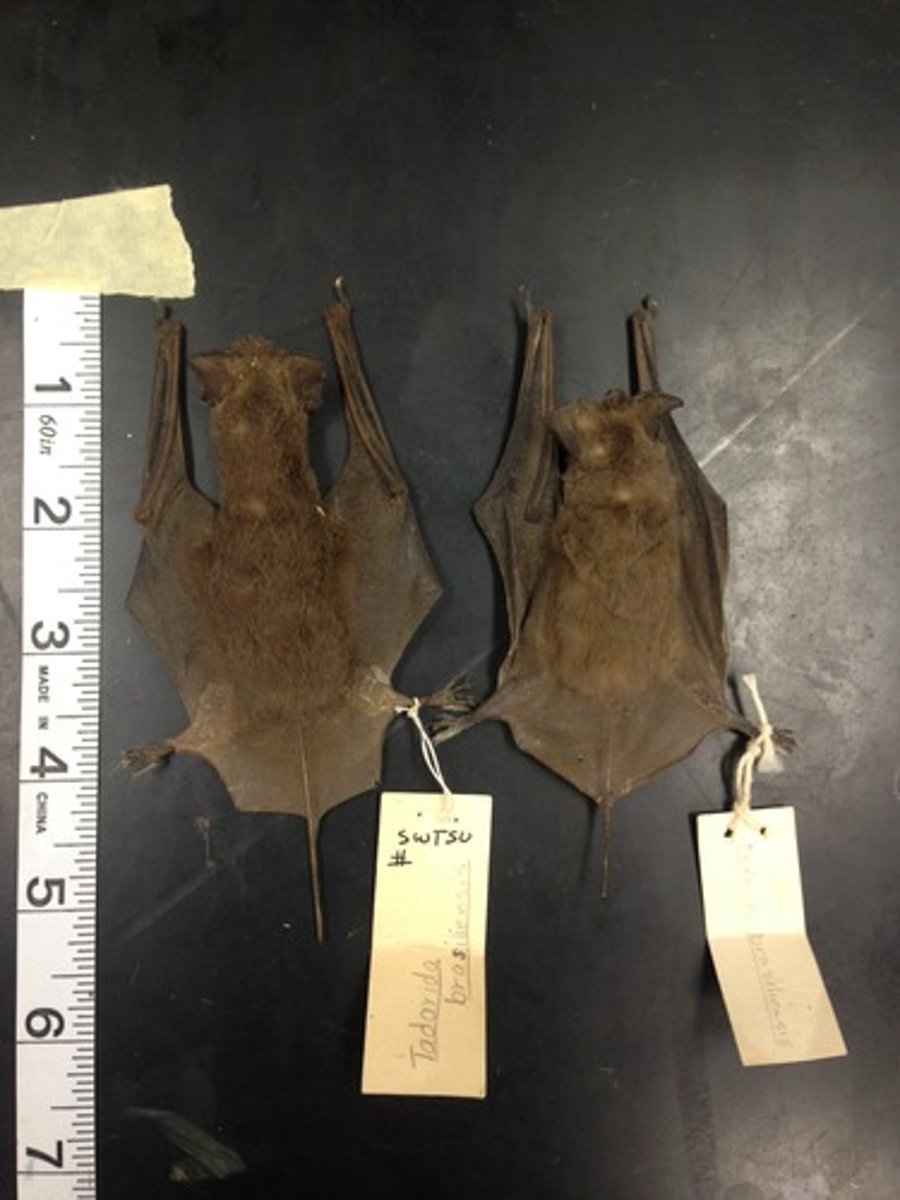 <p>Clade, order, and family?</p>