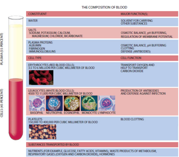 <p>connective tissues that carries oxygen and nutrients around the body</p>