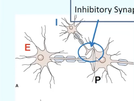 <p>Inhibitory neuron reduces neurotransmitter release from excitatory neuron; axo-axonic synapse</p>