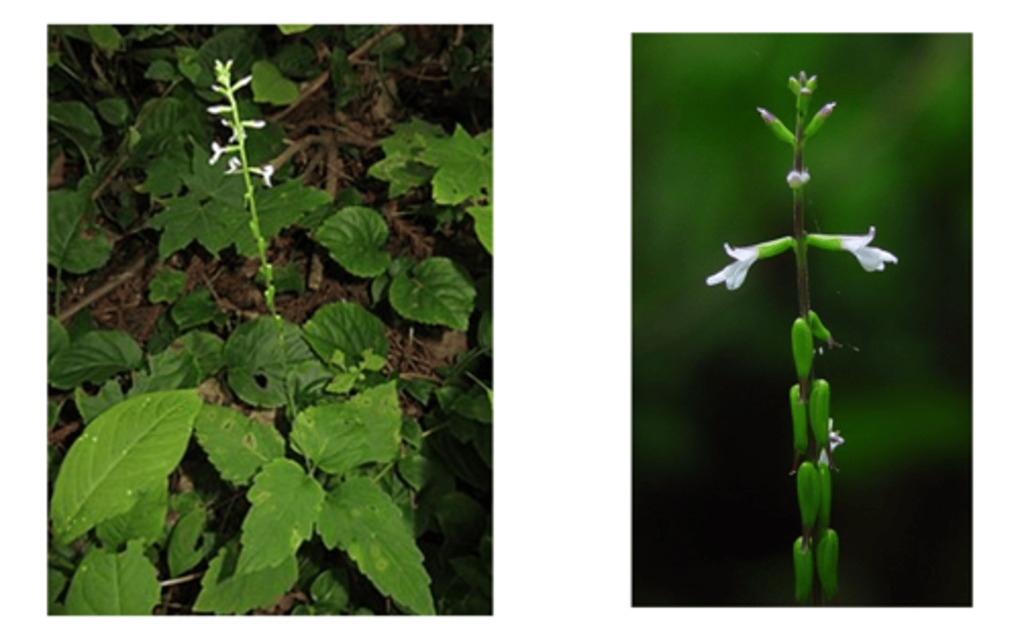 <p>American lopseed</p>