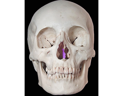 <p>What bone is this?</p>