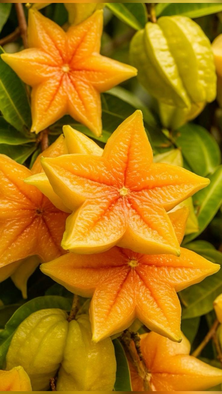 <p>Carambola / Starfruit </p>