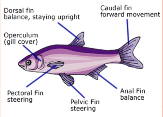 <ul><li><p>must have gills, fins, scales</p></li><li><p>Devionian Period - Age of Fish</p></li><li><p>2 chambered heart - blood is oxygenated from gills</p><ul><li><p>some fish have lungs - lungfish</p></li></ul></li></ul><p>Physiology</p><ul><li><p>fins help with movement</p></li><li><p>gills</p><ul><li><p>operculum - gill covers</p></li></ul></li><li><p>swim bladder - maintains buoyancy</p></li></ul>