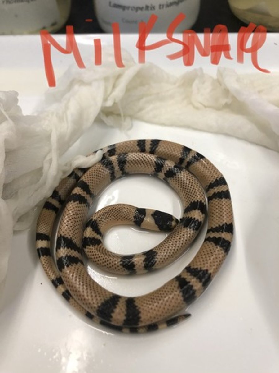 <p>Milksnake</p>