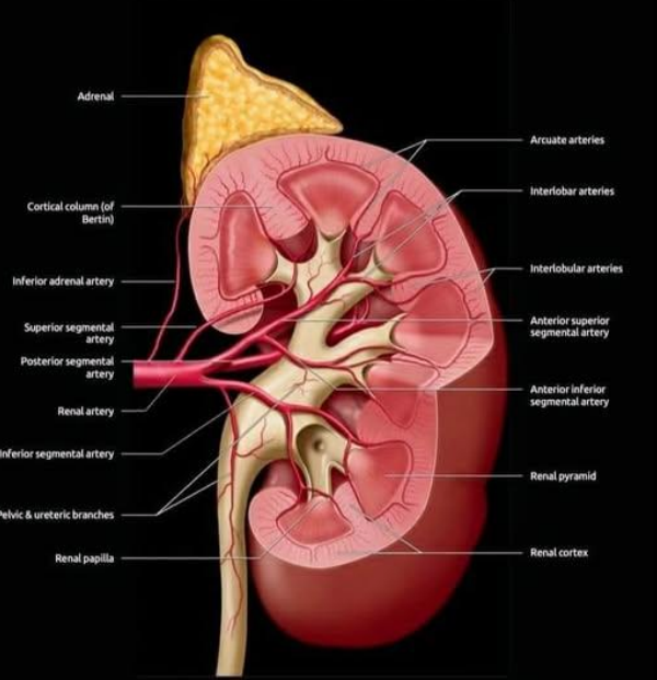 <ol><li><p>Branch off aorta and travel to their respective kidneys</p></li><li><p>Enters renal hilum</p></li><li><p>Branches into segmental arteries (ant/post, sup/inf)</p></li><li><p>Branch into interlobar arteries</p></li><li><p>Branch into arcuate arteries</p></li><li><p>Branch into interlobular arteries</p></li></ol><p></p>