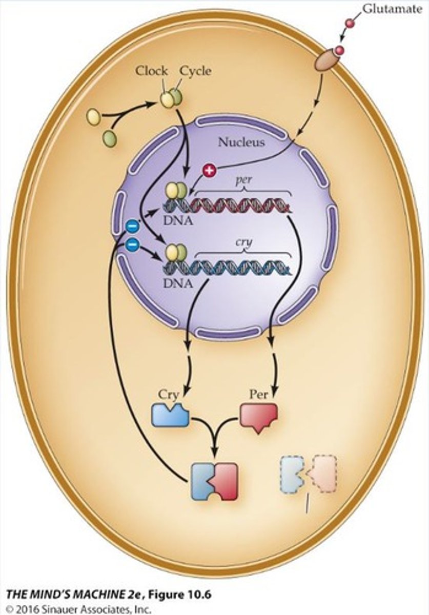 <p>Genes that regulate circadian rhythms within the SCN</p>