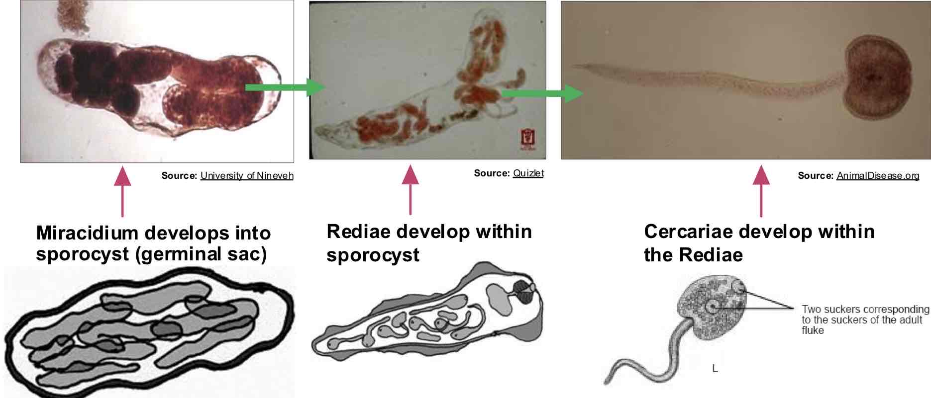 <p>Miracidium hatches from egg &amp; penetrates into snail (IH)</p>