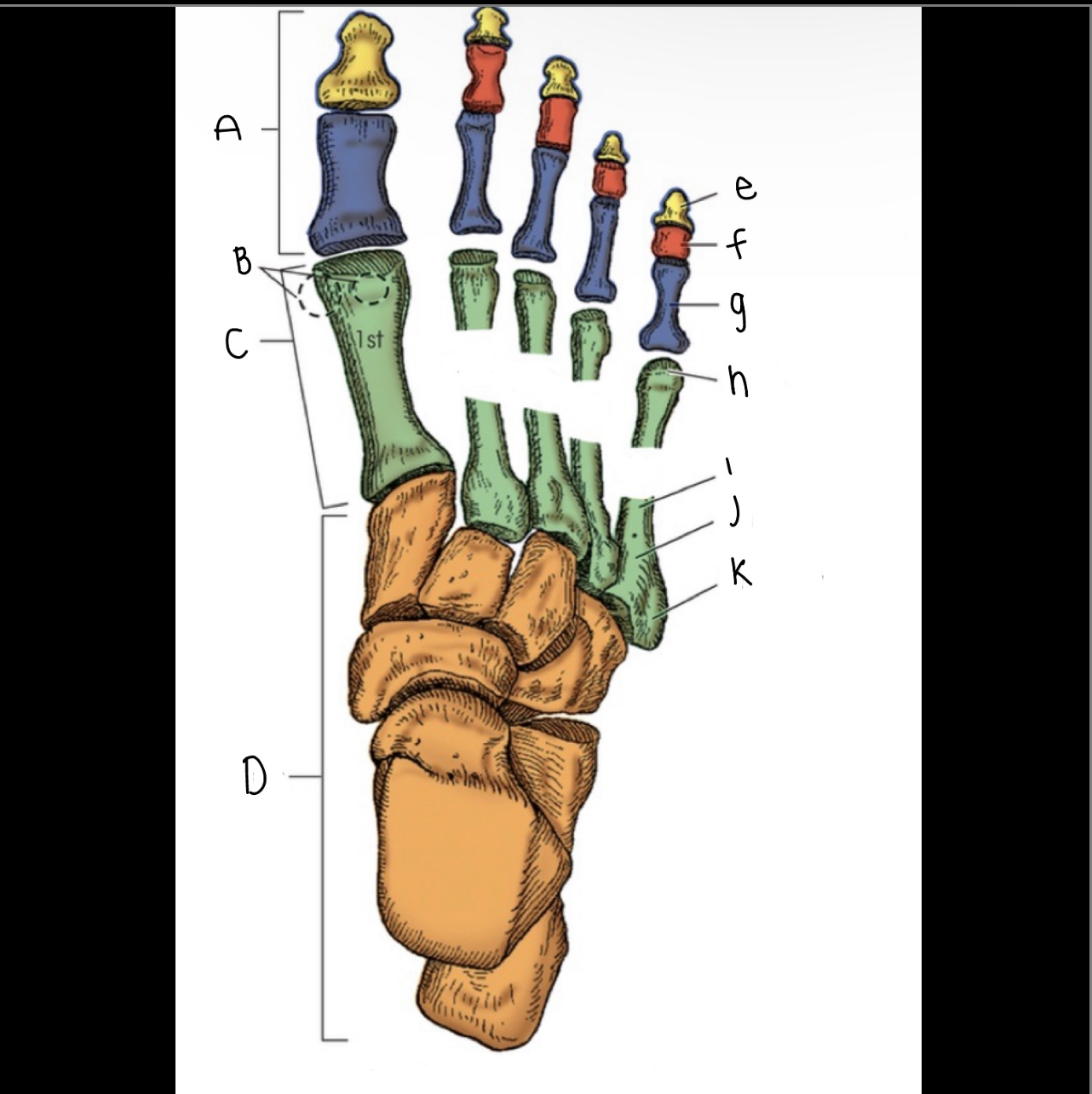 <p>What is letter K pointing to?</p>