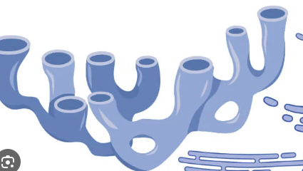 <p>-Does not have ribosomes : processes lipids and carbs</p>