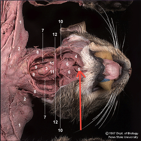 <p>What is the muscle indicated by the arrow? What is an attachment point and function?</p>
