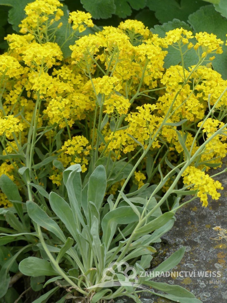<p>Aurinia saxatilis - Brassicaceae</p>
