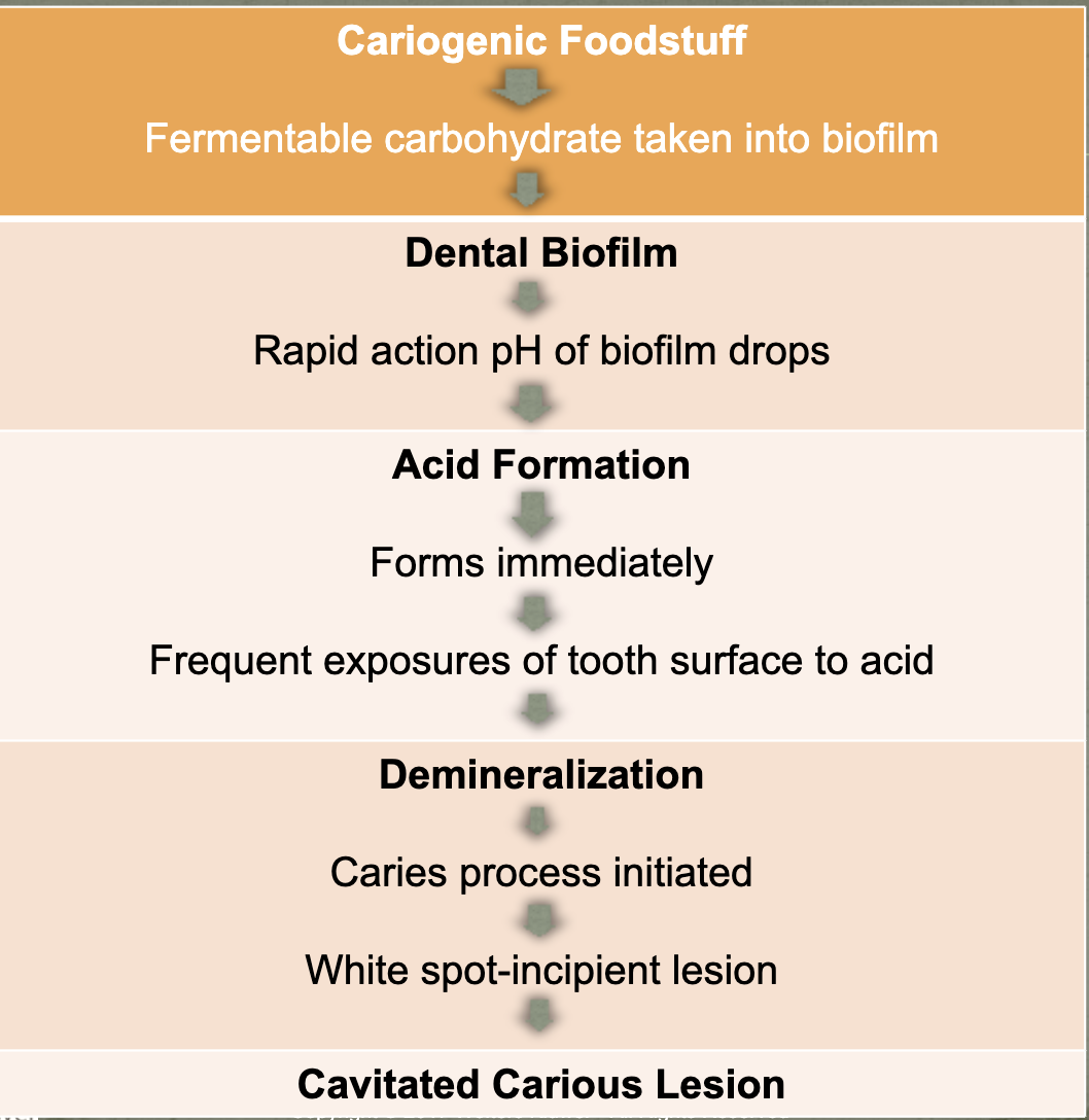 <p>Effect of Diet on Biofilm:</p>
