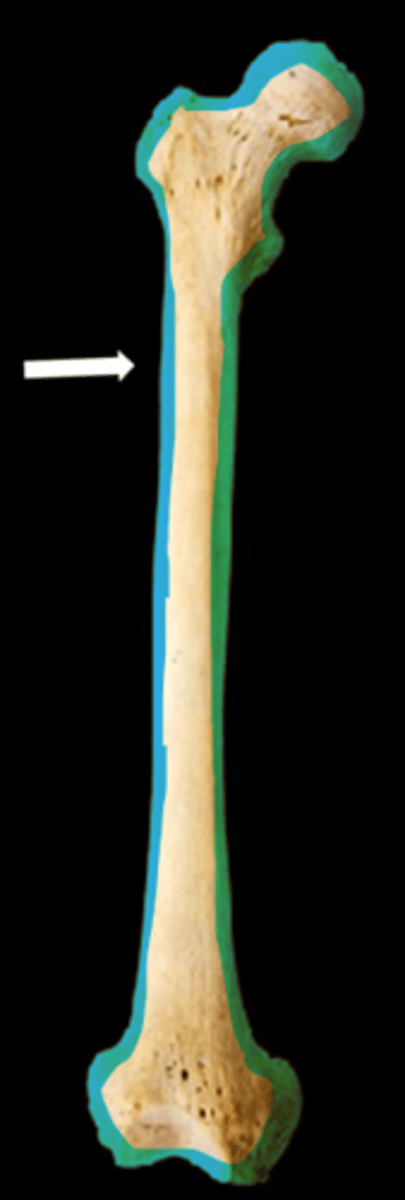 <p>name the bone</p>
