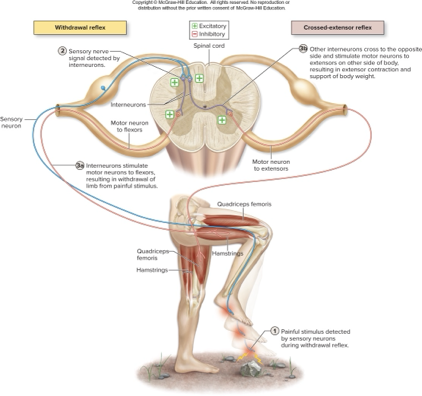 <p>what does this describe:</p><p>occurs in conjunction iwth withdrawal reflex</p><p>some interneurons excited by nociceptor senesory neuron cross midline and excite extensor motor neurons on other side </p><p>allows opposite side limb to support body weight while hurt limb withdrawls</p>