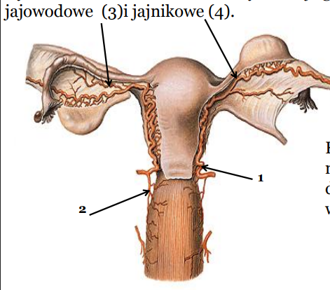 <p>ukrwienie macicy</p>