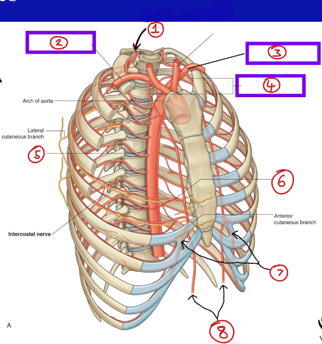 <p>Label these blood vessels.</p>
