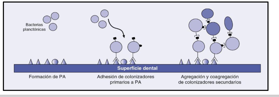 <p><span><span>MICROORGANISMS begin to reach the AF thanks to the salivary flow, carried by scaly cells or<br>by the mobility of the bacteria that have flagella or other immobile ones that get fixed to the<br>previous ones.</span></span></p>