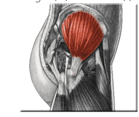 <p>Medially rotates and abducts the hip.</p>