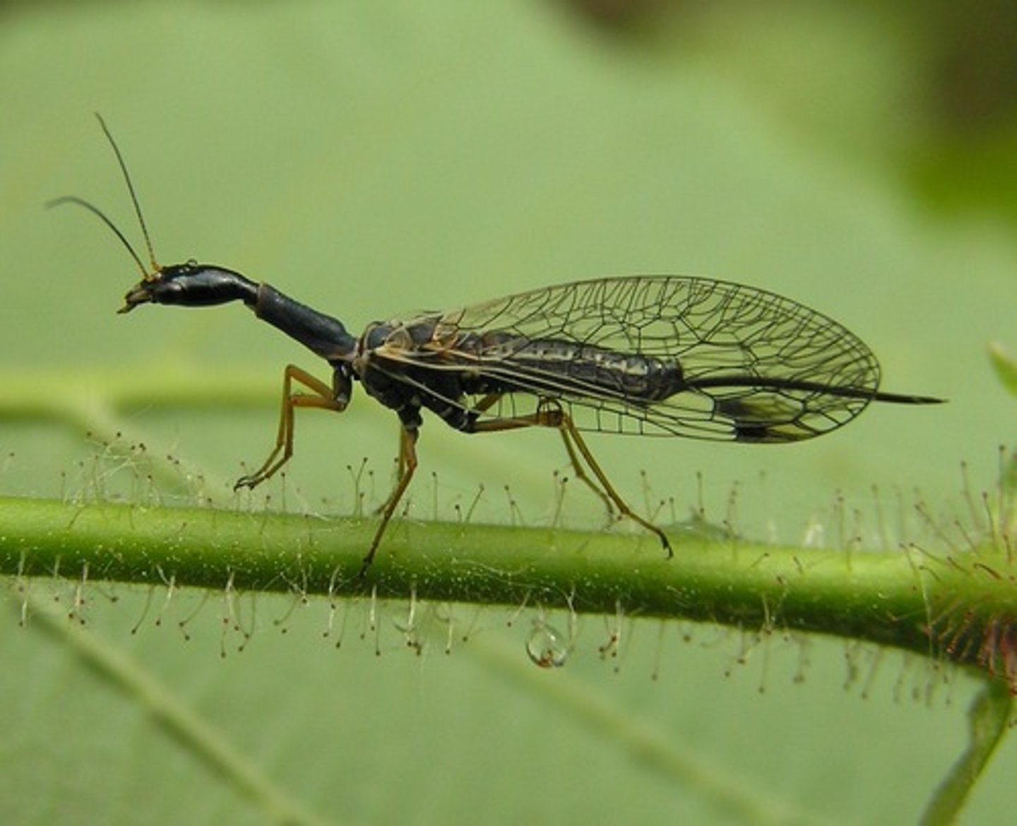 <p>Snakeflies</p>