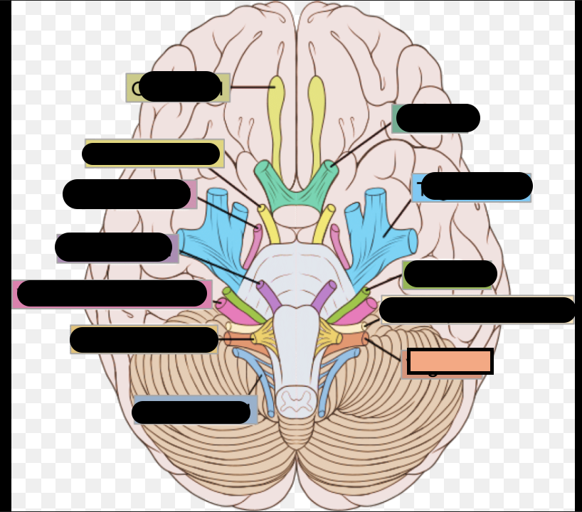 <p>X. Nerve that affects pharynx and larynx. Swallowing, coordinating suck swallow breathe, heart rate regulation</p>