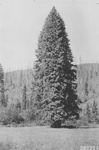 (Picea engelmannii)