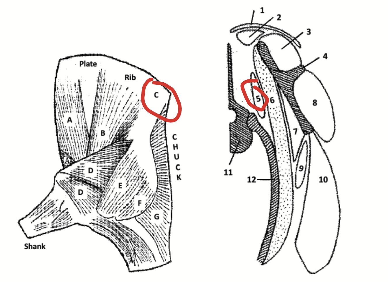 <p>An extremely important muscle of the ribcage and loin. It forms the eye of meat seen when chops and steaks are cut from the posterior rib region and loin.</p><p>In reality, is a compound muscle composed of many subunits. Each subunit acts over the length of several vertebrae and helps flex the vertebral column.</p><p>Also involved in respiratory movements, as well as helping to move the neck.</p><p>The muscle fibre bundles are arranged at an acute angle to the vertebral column, The cross-sectional area increases towards the posterior part of the ribcage, but it has approximately constant cross-sectional area through the loin. </p><ul><li><p>Extends posteriorly from the rib region, runs through the loin, and most of the muscle terminates on the anterior face of the iilium.</p></li><li><p>Dorsal to the transverse processes of the lumbar vertebrae; dorsal to the ribs in the thoracic region.</p></li></ul><p>Beef carcasses are usually split into forequarters and hindquarters between ribs 12 and 13 - the area of this muscle seen at this point is often measured or examined in order to assess the amount of meat in a carcass (may be a useful guide to muscularity when comparing animals with a similar carcass length). However, in the comparison of long carcasses with short carcasses, a smaller cross-sectional area does not necessarily indicate a smaller muscle mass, since the mass is spread over a greater length.</p>