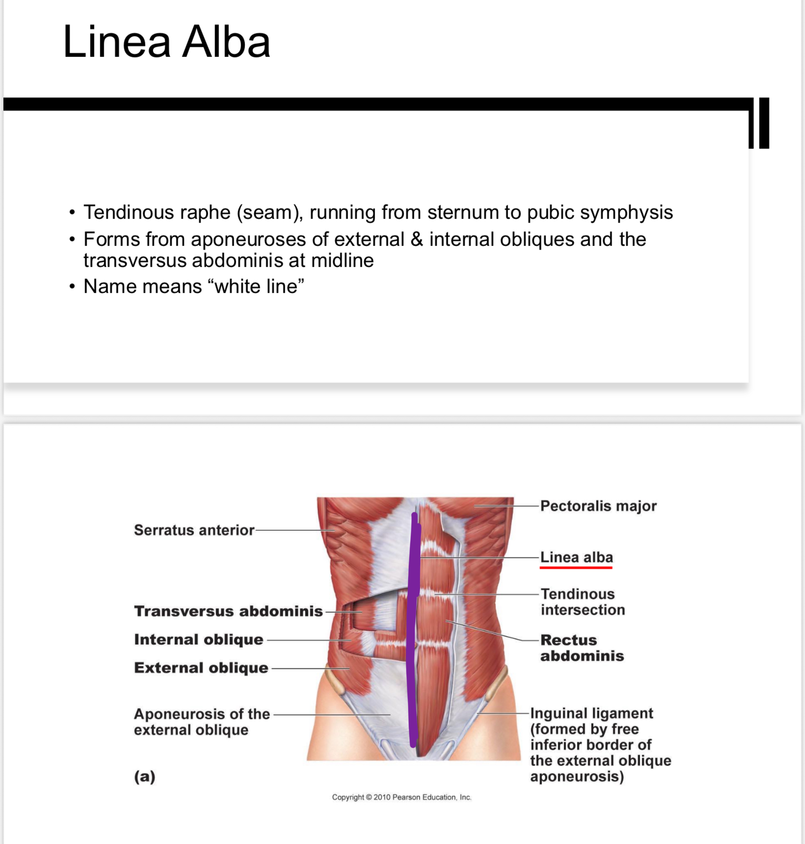 <p>Connective tissue at midline of the abdomen; supports abdominal muscles.</p>