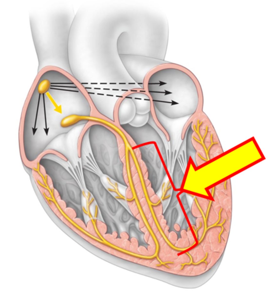 <p>Name the structure.</p>